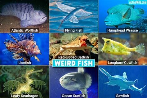 Weird Fish List With Pictures & Facts: The World’s .